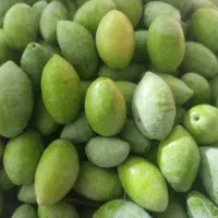 نهال ِ زیتون ِ عمده