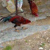 دو خروس و یک مرغ