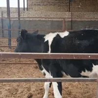 تلیسه پای کل|حیوانات مزرعه|کاشان, دشت لتحر|دیوار