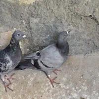 کبوتر پلاکی و ملقی