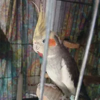 عروس هلندی