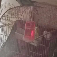 عروس هلندی نر آهویی|پرنده|مراغه, |دیوار