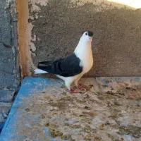 کفتر ساده