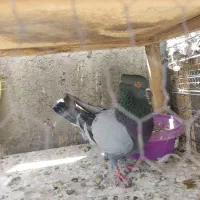 نر سبز خط چاهی کاکلی چشم زرد