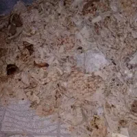 فروش‌نانخشک