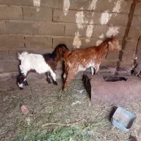 بز کهره رشتی