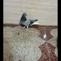 پرنده