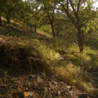 ارس کاری انواع درختها