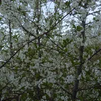 سیم کارت ترکیه دارم به فروش می‌رسد