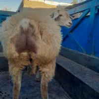 گوسفند ‌شیشک ‌اصل‌مغان‌|حیوانات مزرعه|ارشق, |دیوار