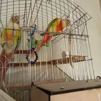 طوطی گرینچیک سخنگو با قفس و لوازم