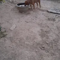 شکاری ۱۵ ماهه مخصوص پرنده و شکار ردزن