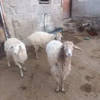 پنچ شیش راس بره ماده مغانی