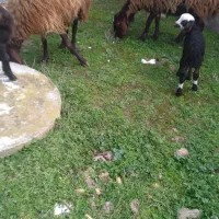 گوسفند بابره