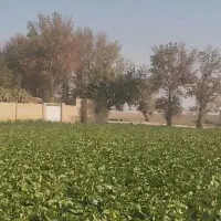 ۷۰۰۰ متر کاهو سالادی