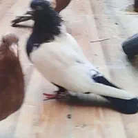 کفتر سینه دم سیاه