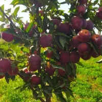 پیش فروش نهال های مثمر ثمر وپاکوتاه