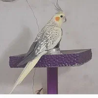 گمشده عروس هلندی مژدگانی