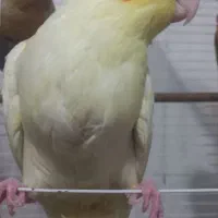 عروس لوتینو ، گرینچیک ، شاه طوطی