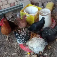 مرغ وخروس گلین وبرهما|حیوانات مزرعه|باغ بهادران, |دیوار