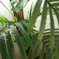 گل کنتیا نو|گل مصنوعی|تهران, جوادیه تهرانپارس|دیوار