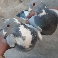 تعدادی کفتر