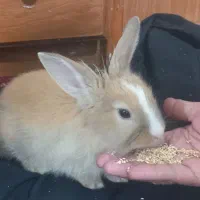 خرگوش