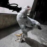 برهما هیکل درشت