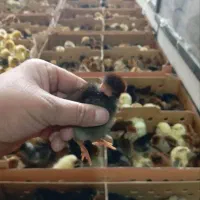 فروش جوجه محلی ( گلپایگان)