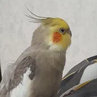 عروس هلندی جفت نرو ماده|پرنده|پاکدشت, شهرک امام رضا|دیوار