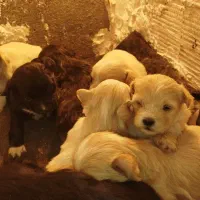 توله سگ شیتزو