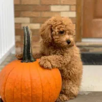 توله سگ توی پودل