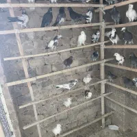 کبوتر پرشی(جوجه)