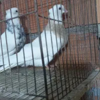 کبوتر رنگی|پرنده|گنبد کاووس, |دیوار