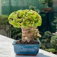 بنسای جید خرفه کراسولا|گل و گیاه طبیعی|تهران, بهارستان|دیوار