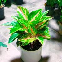 گل پروانه ای|گل و گیاه طبیعی|کرمانشاه, |دیوار