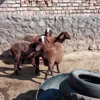 4عددبره ماده هتروسبک وزن|حیوانات مزرعه|سرولایت, |دیوار