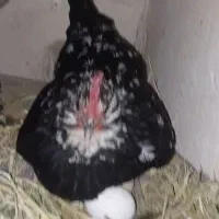 جوجه گلین ۱۵روزه اصیل