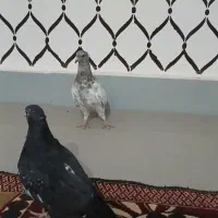 جوجه کبوتر کیله|پرنده|سوسنگرد, |دیوار