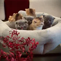 مرکز خرید بچه گربه های دارای تاییده سلامت کتبی