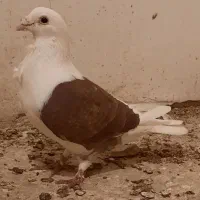 کبوترای فری و آس