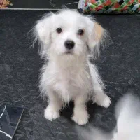 واگذاری پت خانگی|سگ|شاهین‌شهر, شهرک هشت بهشت|دیوار