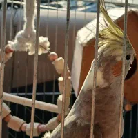 عروس ماده