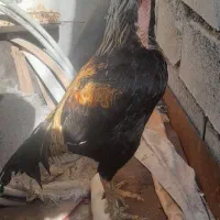 خورس افغان کلنگی درجه یک