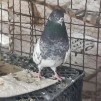 کفتر پاکستانی|پرنده|ایرانشهر, |دیوار