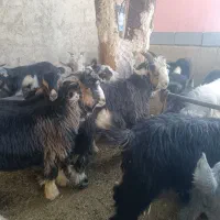 کهره