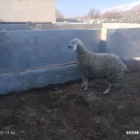 دو راس میش و گلون