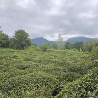 436-متری-سنددار