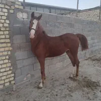 فروش کره مادیون کره سهیل حیدر