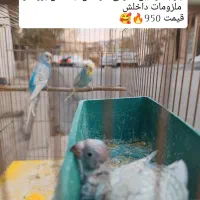 ده جفت مرغ عشق نژاد دار (حراج)|پرنده|پاوه, |دیوار